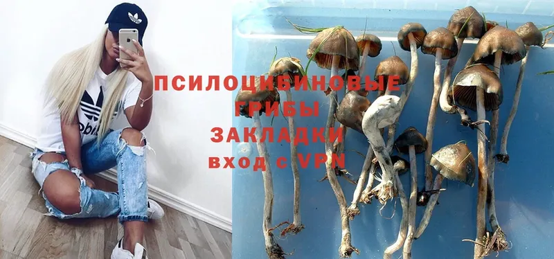 дарнет шоп  Азнакаево  Псилоцибиновые грибы Psilocybe 